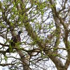 Frisches Grün im Korkenzieherbaum