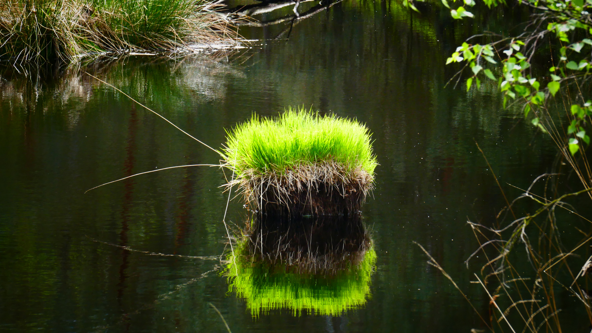 Frisches Grün im Moor