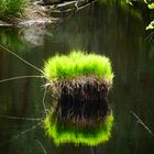 Frisches Grün im Moor