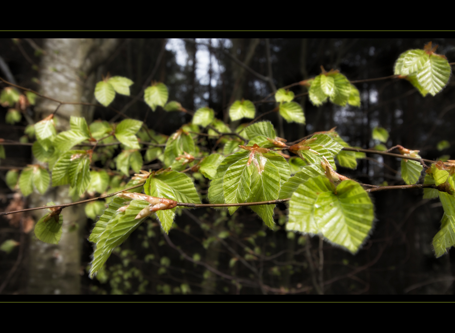 Frisches Grün im schwarzen Wald