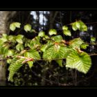 Frisches Grün im schwarzen Wald