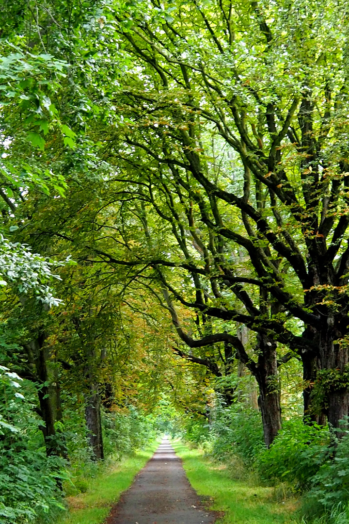 frisches grün im Sommer 