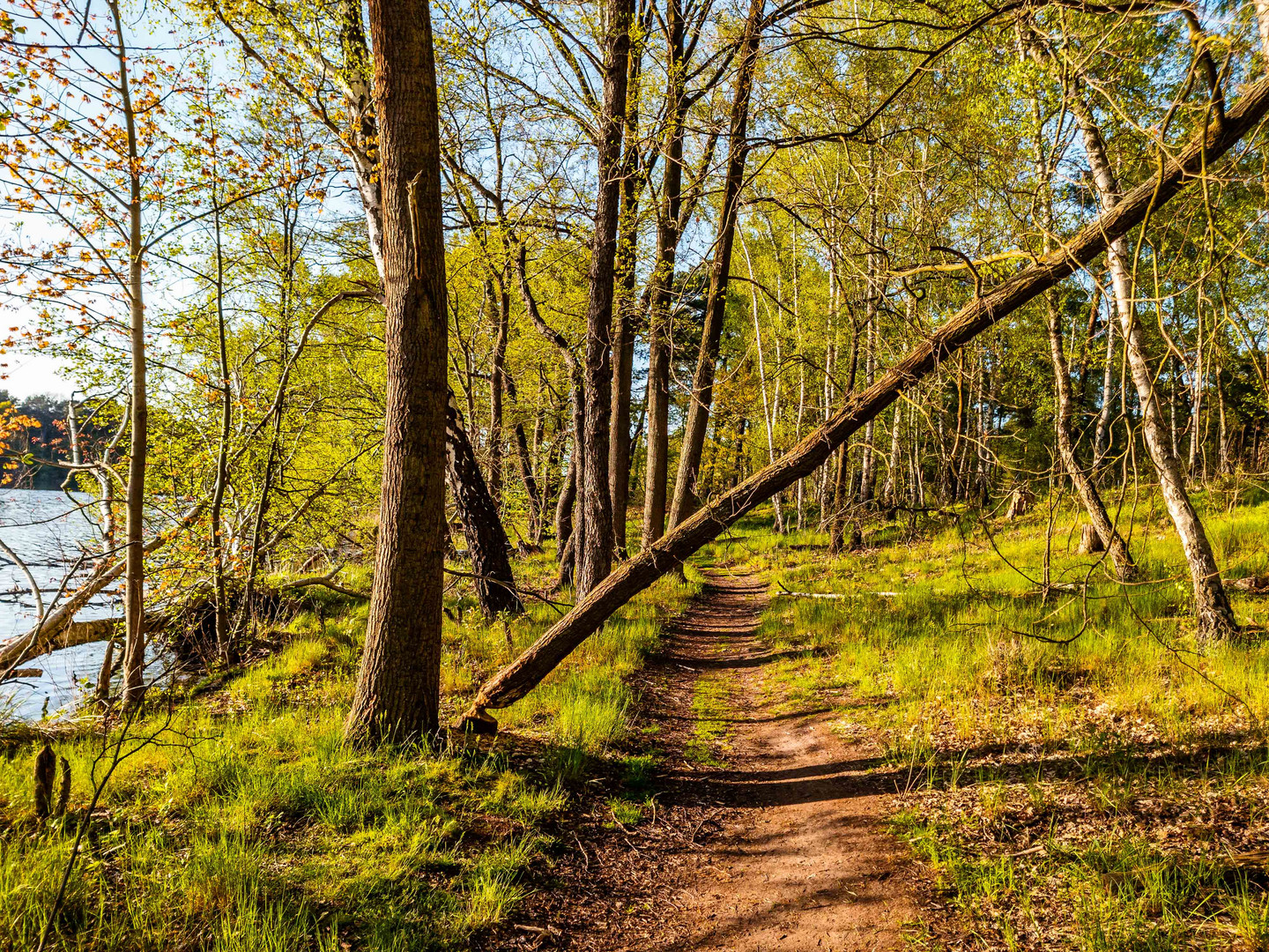 Frisches Grün im Wald