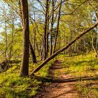 Frisches Grün im Wald