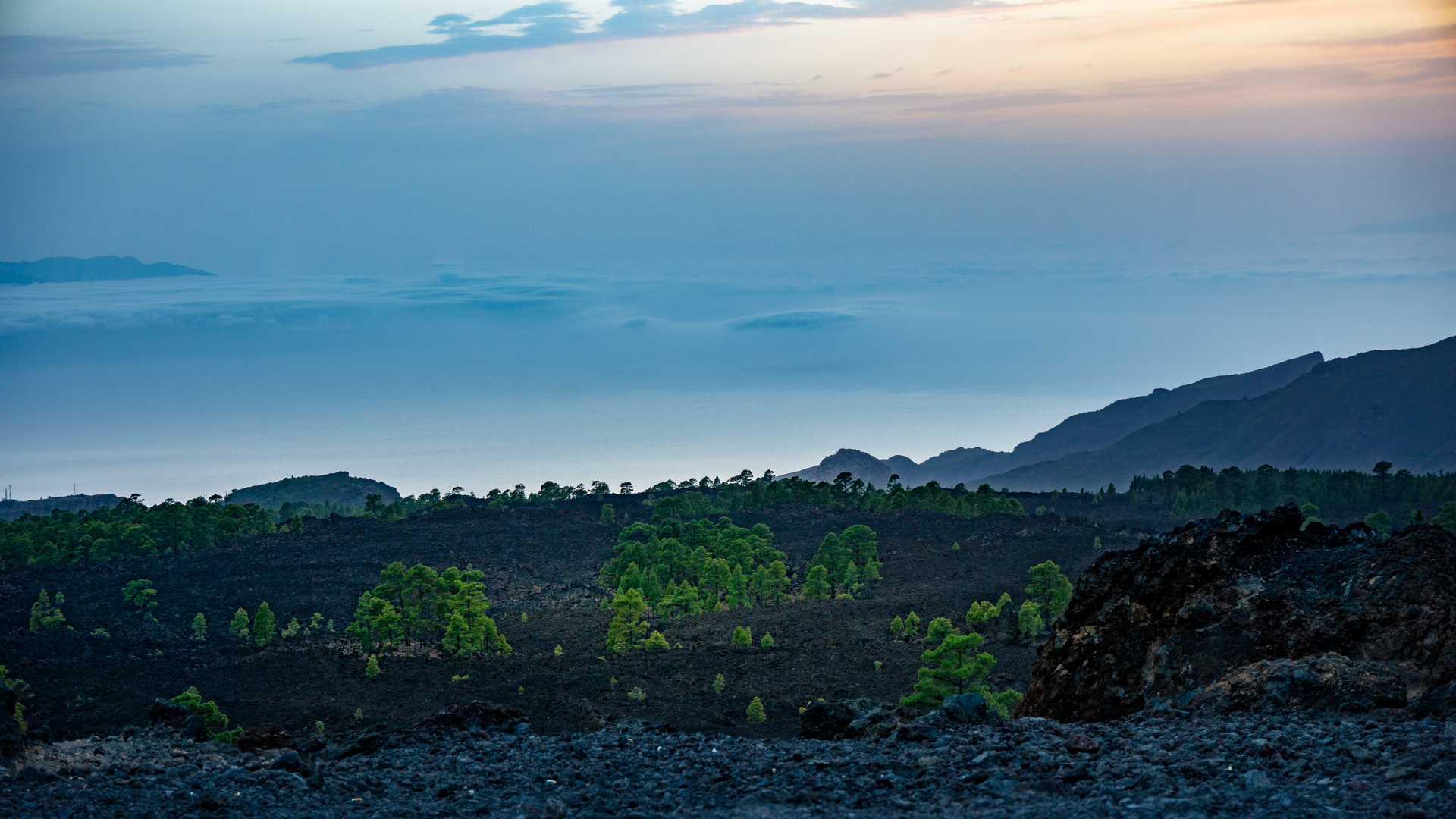 Frisches Grün in brauner Lava