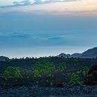 Frisches Grün in brauner Lava