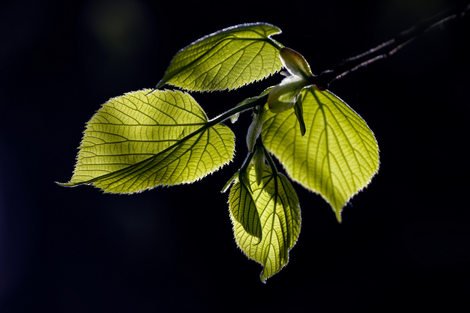 frisches Grün in der Sonne