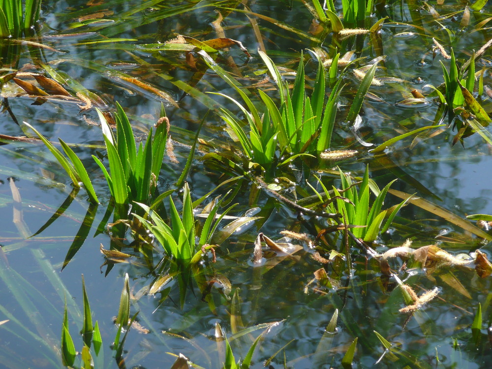 Frisches Grün sprießt aus dem Wasser