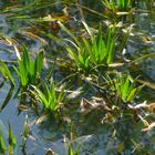 Frisches Grün sprießt aus dem Wasser