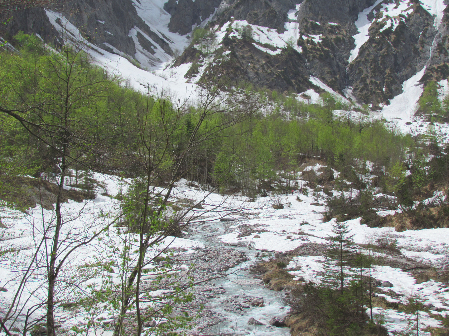 Frisches Grün trotz Schnee