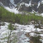 Frisches Grün trotz Schnee