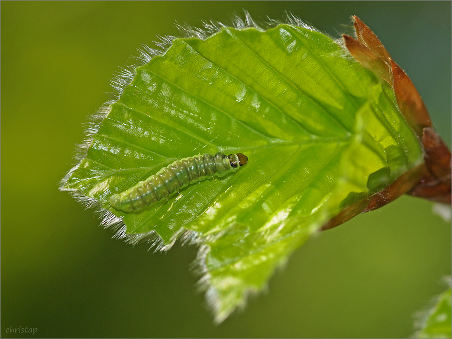 Frisches Grün überall