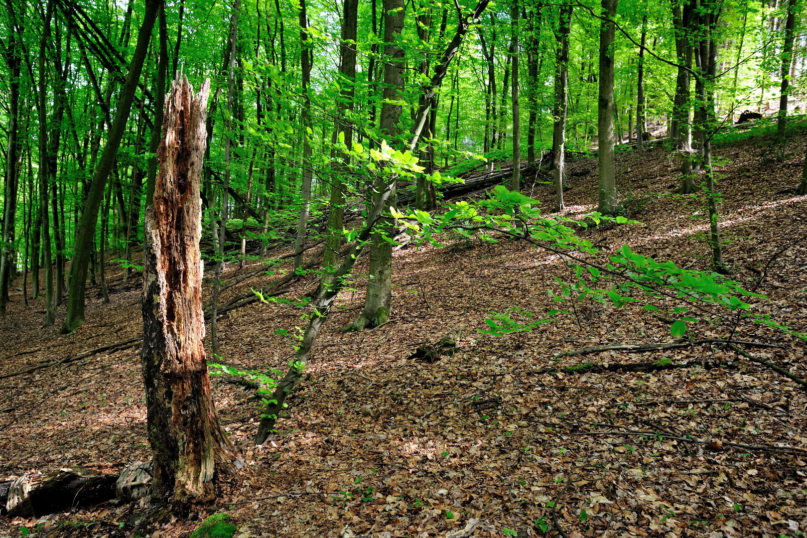 Frisches Grün & vergangene Zeit