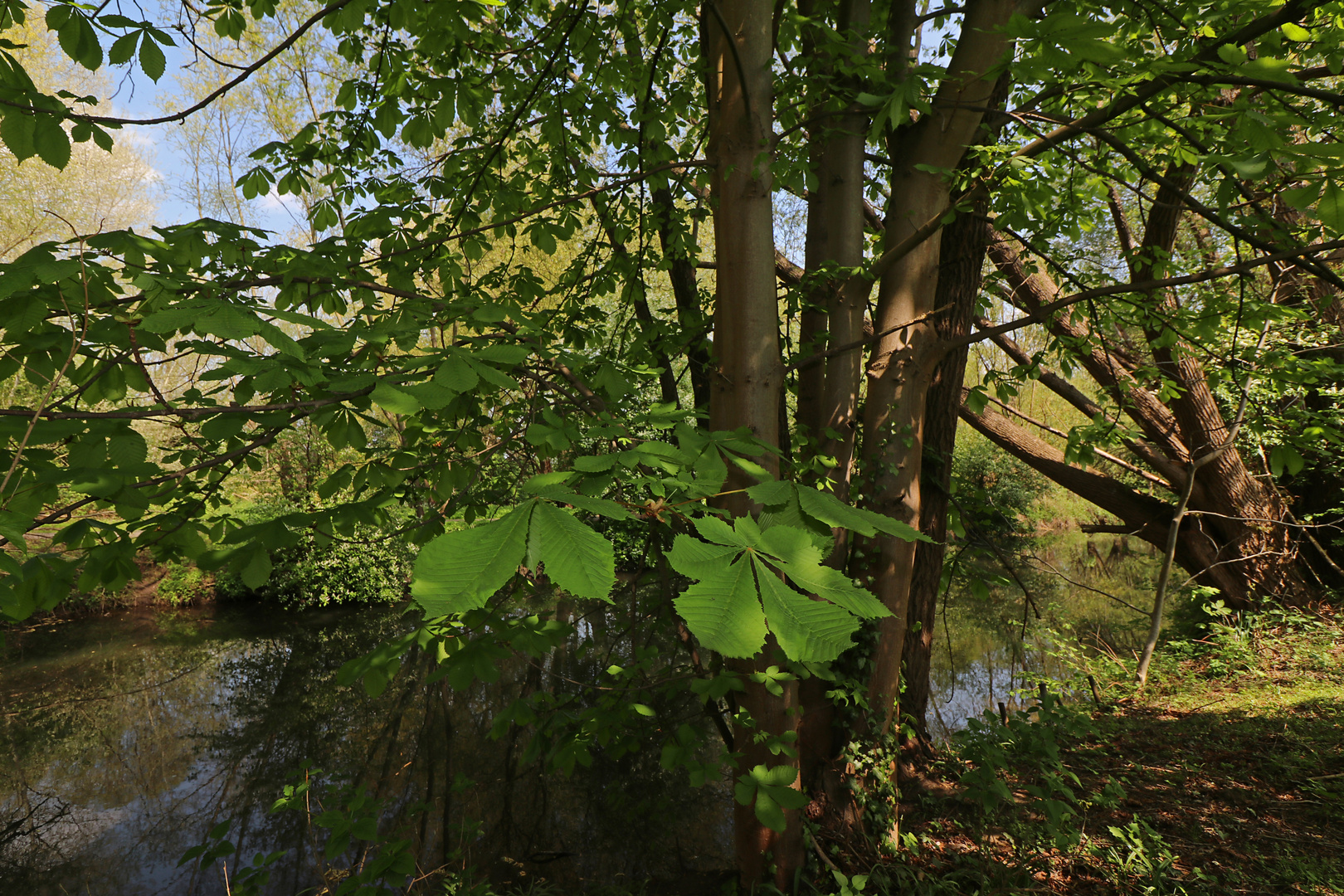 Frisches Kastaniengrün