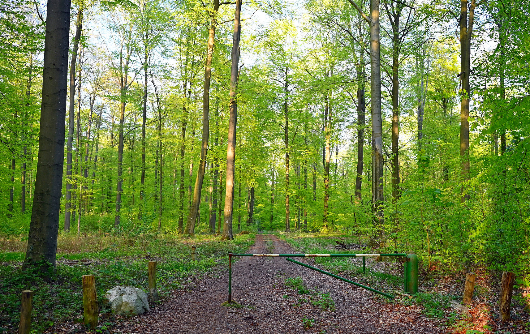 Frisches Mai grün im Buchenwald