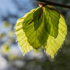 Frisches, neues Grün. Blätter. Frühling!