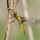 Frisches Plattbauch Weibchen.