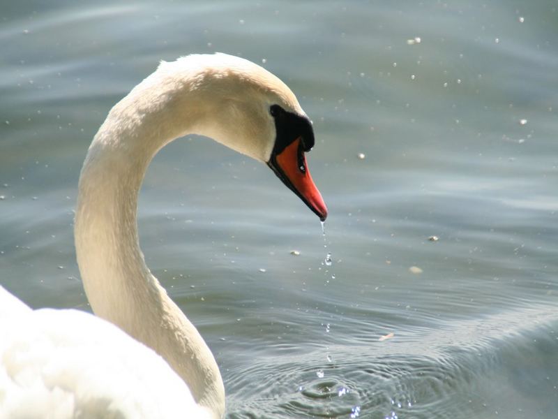 frisches Wasser bei warmen Wetter