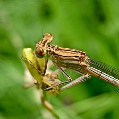 Frisches Weibchen der Blauen Federlibelle (Platycnemis pennipes)