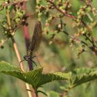 Frisches Weibchen der Blauflügeligen Prachtlibelle (Calopteryx virgo)