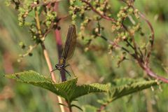 Frisches Weibchen der Blauflügeligen Prachtlibelle (Calopteryx virgo)