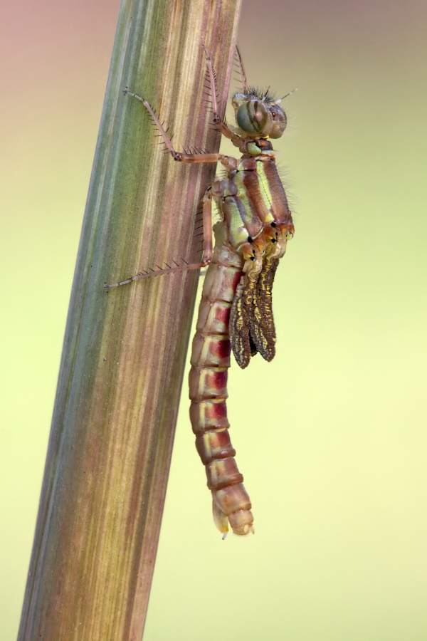 frisches Weibchen der Frühen Adonislibelle