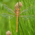 frisches Weibchen der Kleinen Blaupfeillibelle