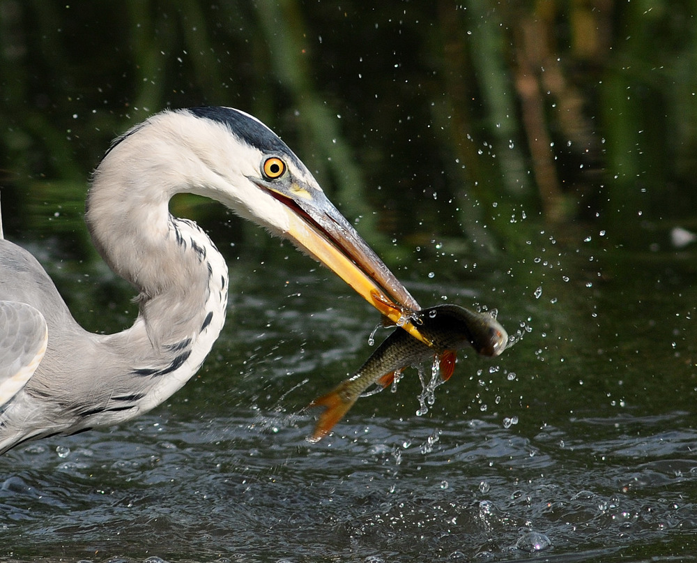 Frischfisch