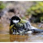 - Frischgebadet - Kohlmeise ( Parus major )