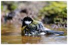 - Frischgebadet - Kohlmeise ( Parus major ) von Wolfgang Zerbst - Naturfoto