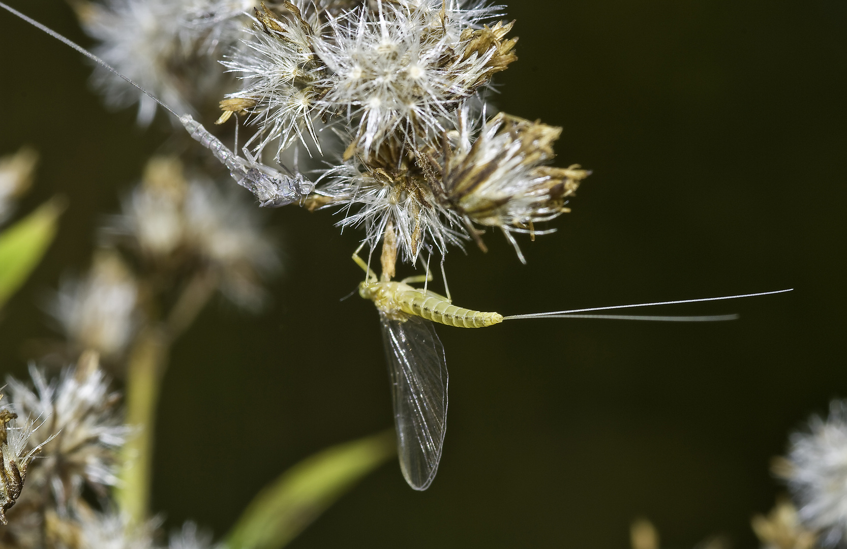 Frischgehäutete Eintagsfliege