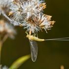 Frischgehäutete Eintagsfliege