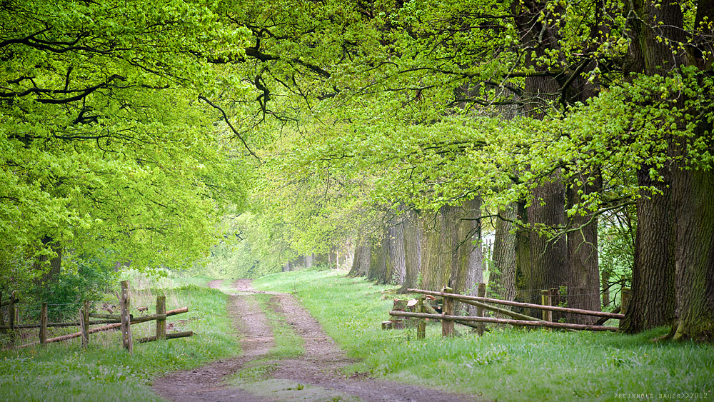 frischgrüne Allee