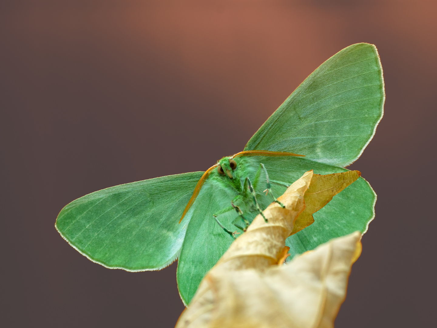 Frischgrünes Blatt trifft verdorrtes Blatt