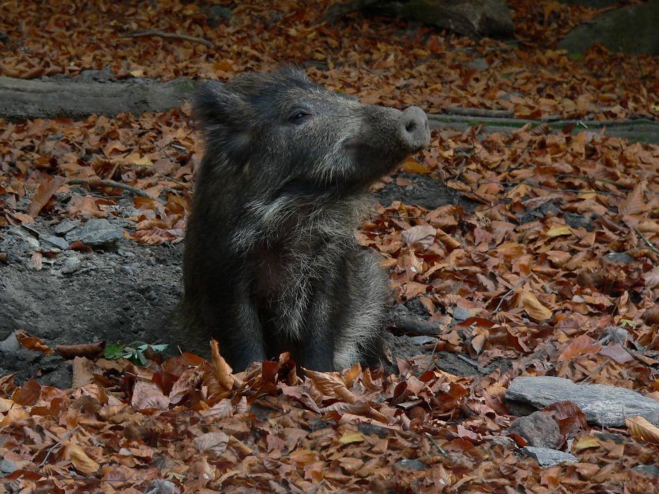 Frischling im Herbst