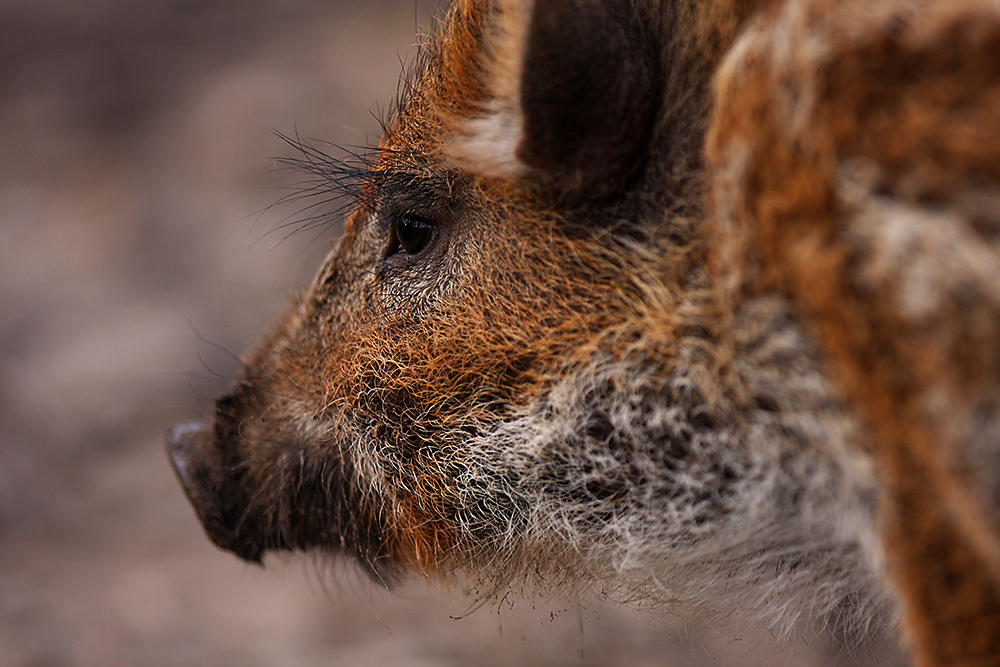 Frischling im Naturwildpark Granat