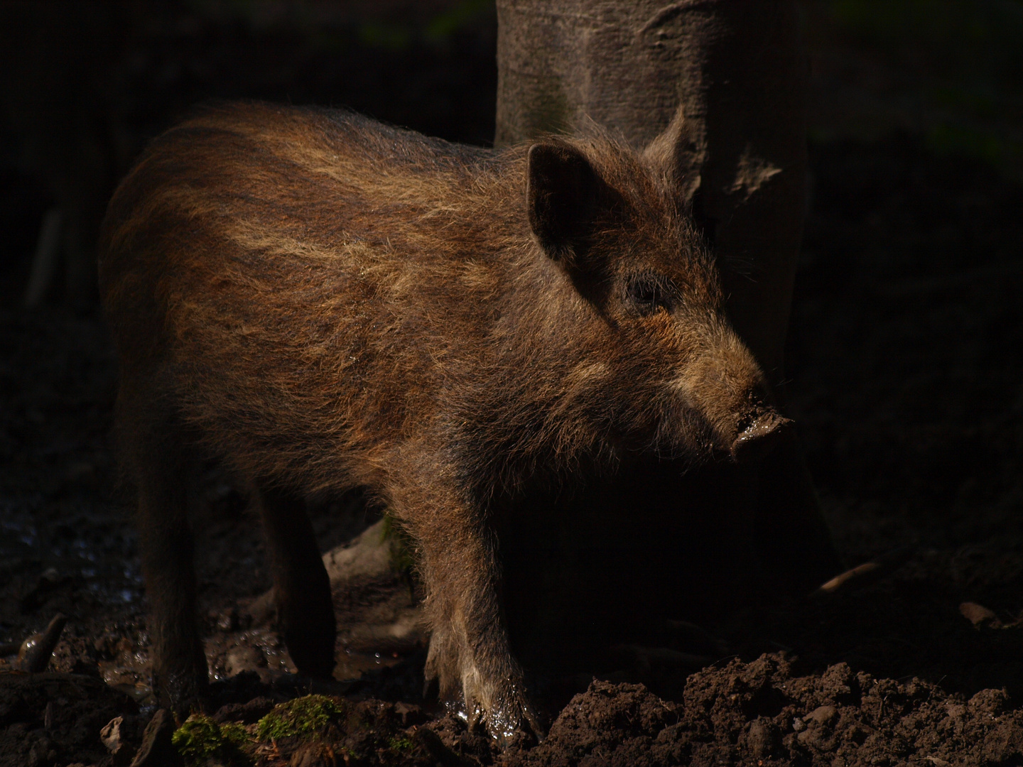 Frischling im Schatten