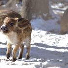 Frischling im Schnee