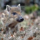 Frischling im Unterholz