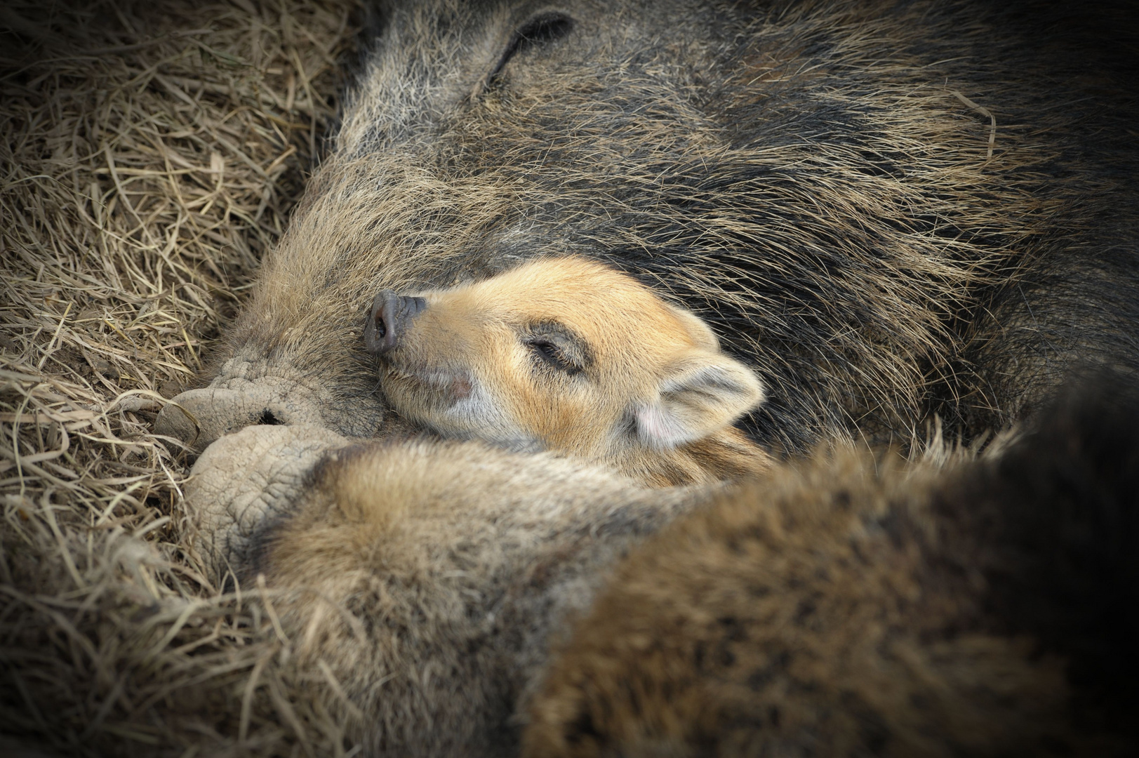 Frischling im Warsteiner Wildpark