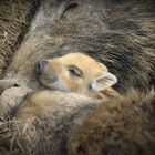 Frischling im Warsteiner Wildpark