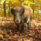 Frischling in der Herbstsonne