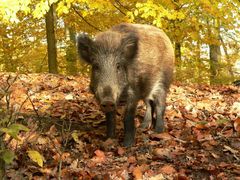 Frischling in der Herbstsonne