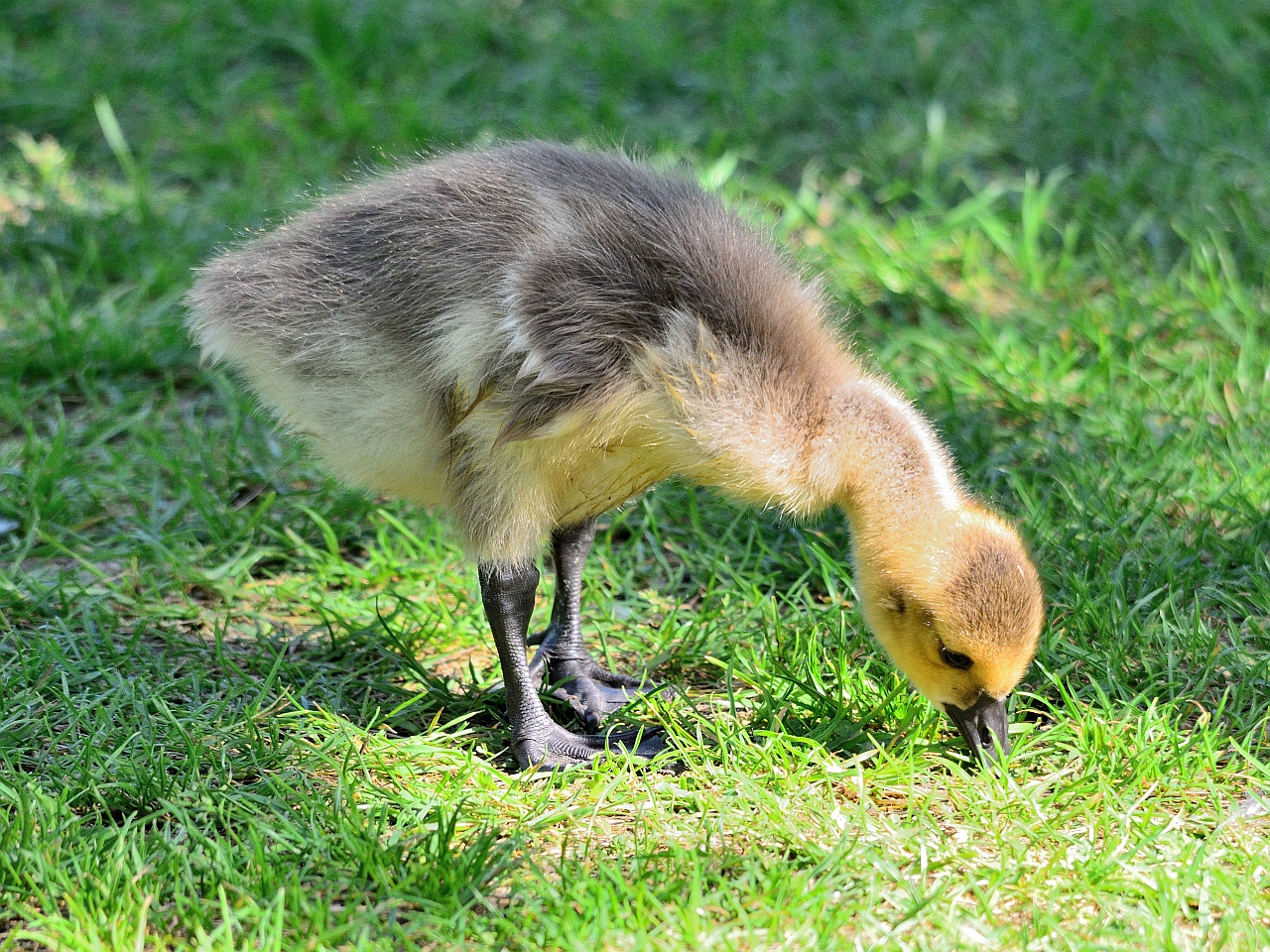 Frischling Kanadagans, Canada goose offspring, Barnacla canadiense bebe