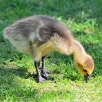 Frischling Kanadagans, Canada goose offspring, Barnacla canadiense bebe