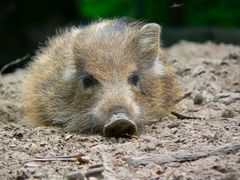 Frischling macht Siesta