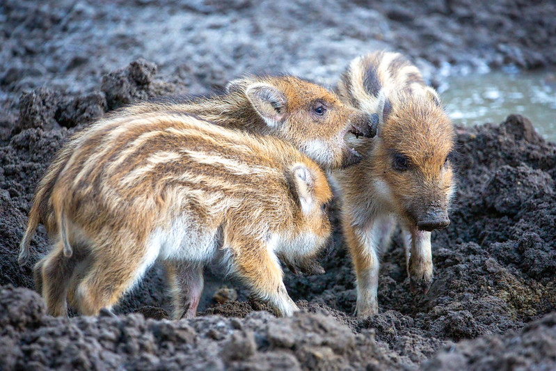 Frischling Wildschwein