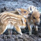 Frischling Wildschwein