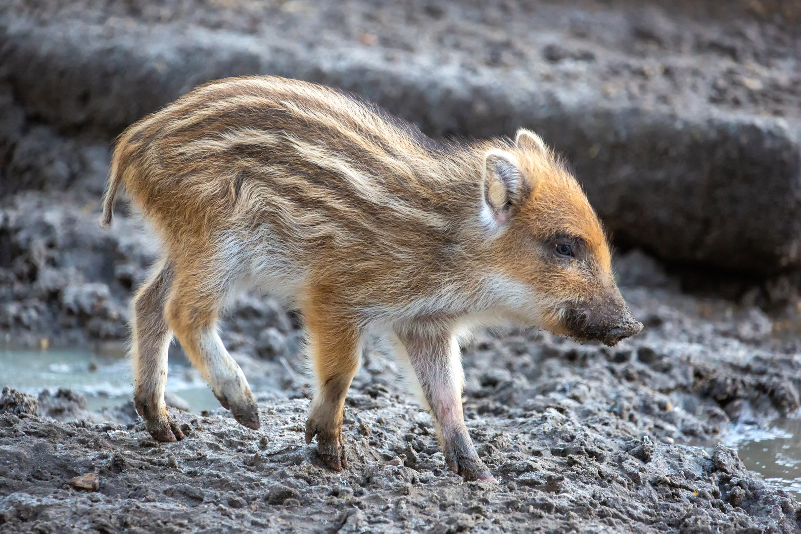 Frischling Wildschwein 