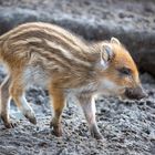 Frischling Wildschwein 